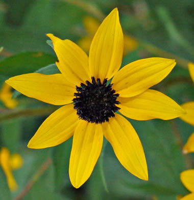 Rudbeckia triloba - brown-eyed susan coneflower
