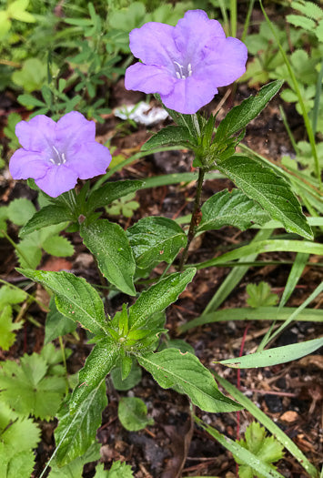Ruellia caroliniensis - Carolina petunia