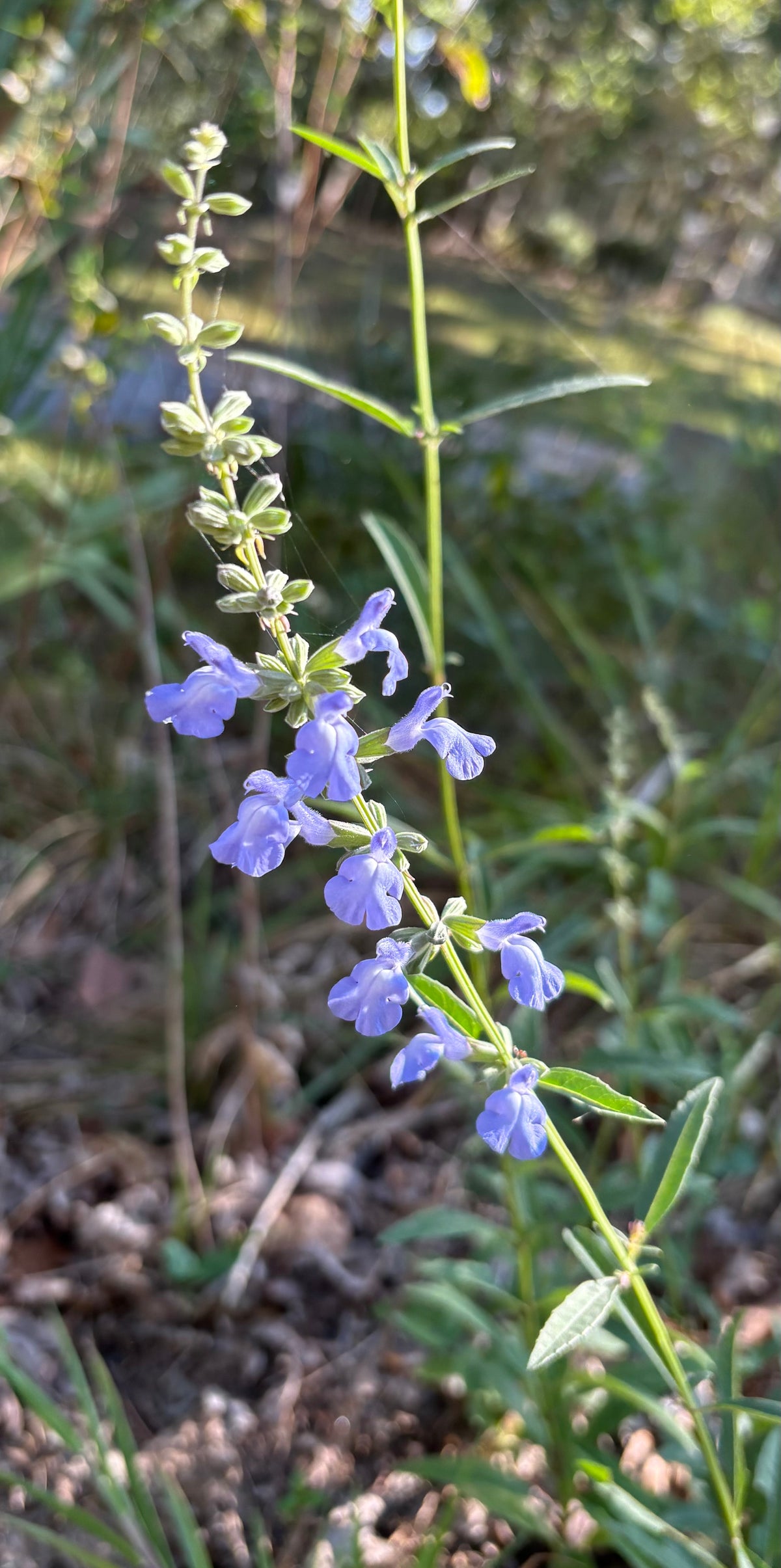 Salvia azurea - azure sage