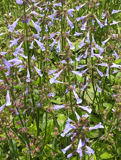Salvia lyrata - lyreleaf sage