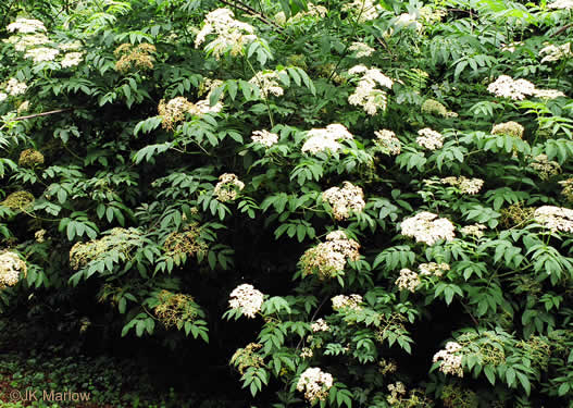 Sambucus canadensis - elderberry