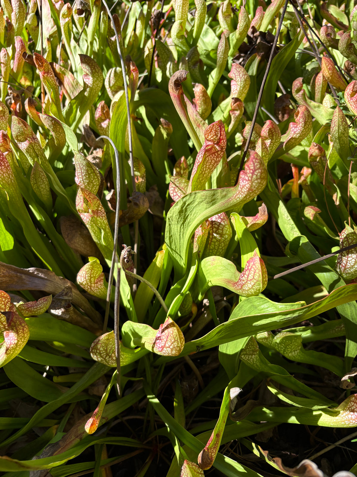 Sarracenia psittacina - parrot pitcher plant