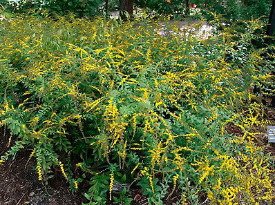 Solidago rugosa 'Fireworks' - Fireworks goldenrod