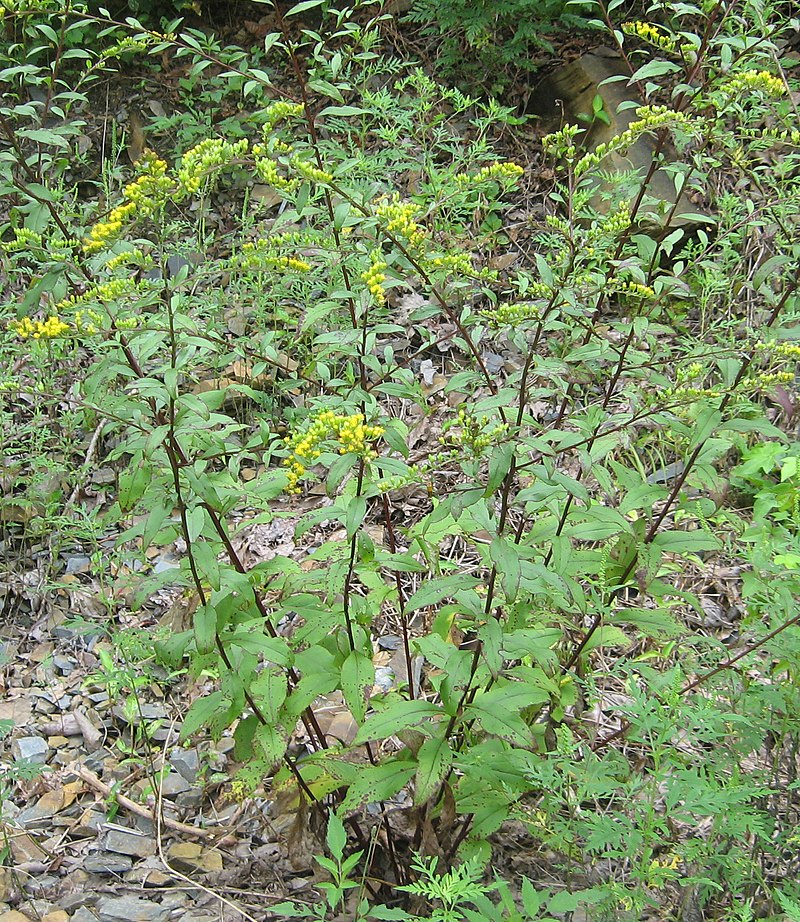 Solidago vaseyi - Atlantic goldenrod