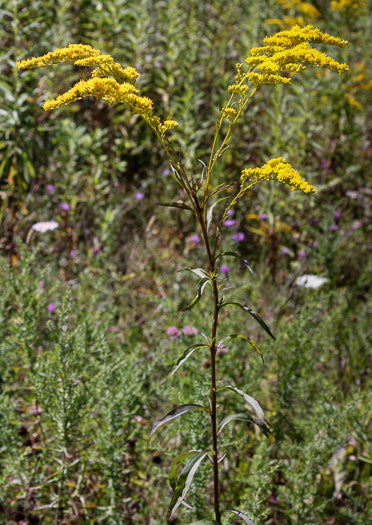 Solidago juncea - Goldenrod, Early