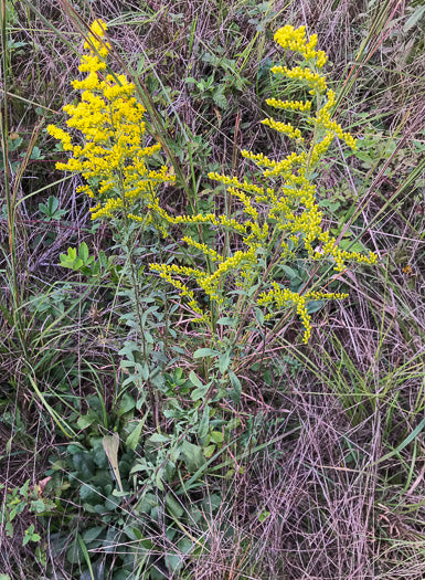 Solidago nemoralis - dwarf goldenrod – SCNPS Upstate