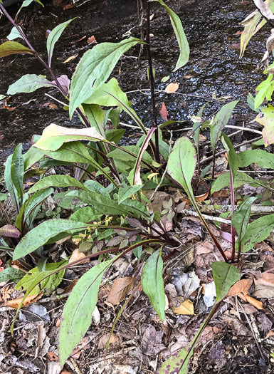 Solidago rigida - stiff goldenrod