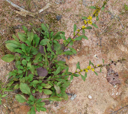 Solidago speciosa - showy goldenrod