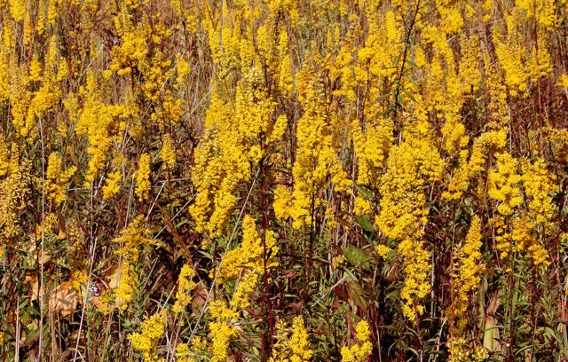 Solidago speciosa - showy goldenrod