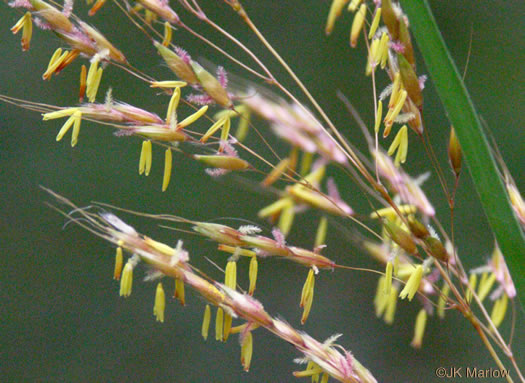 Sorghastrum nutans - grass, yellow Indian
