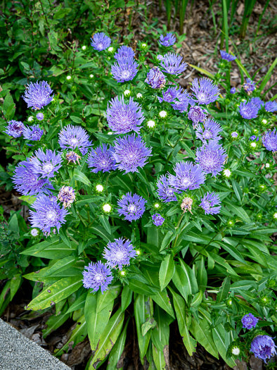 Stokesia laevis - Stokes aster