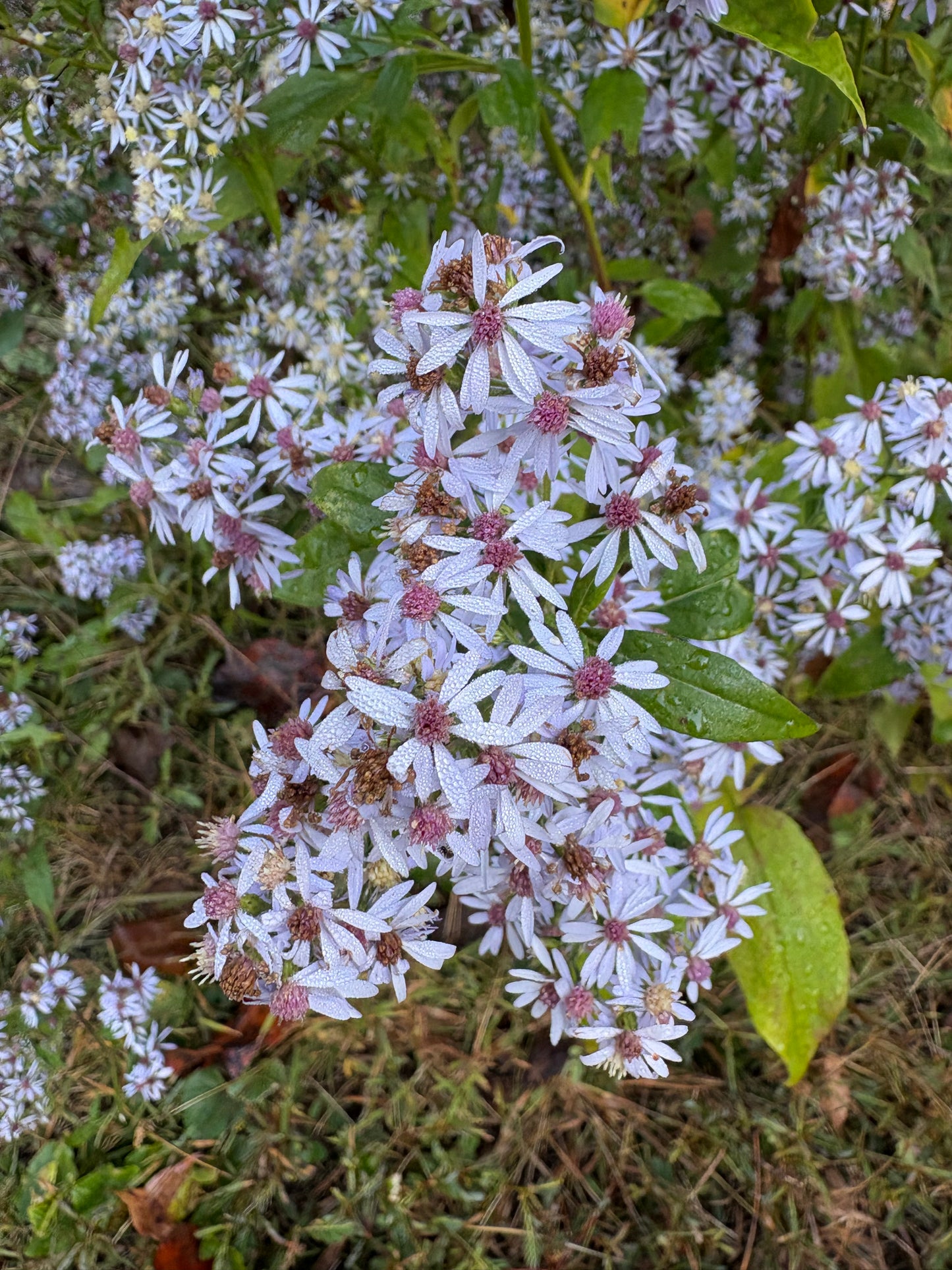 Symphyotrichum cordifolium - heartleaf or blue wood aster