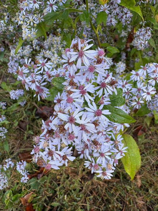 Symphyotrichum cordifolium - heartleaf or blue wood aster