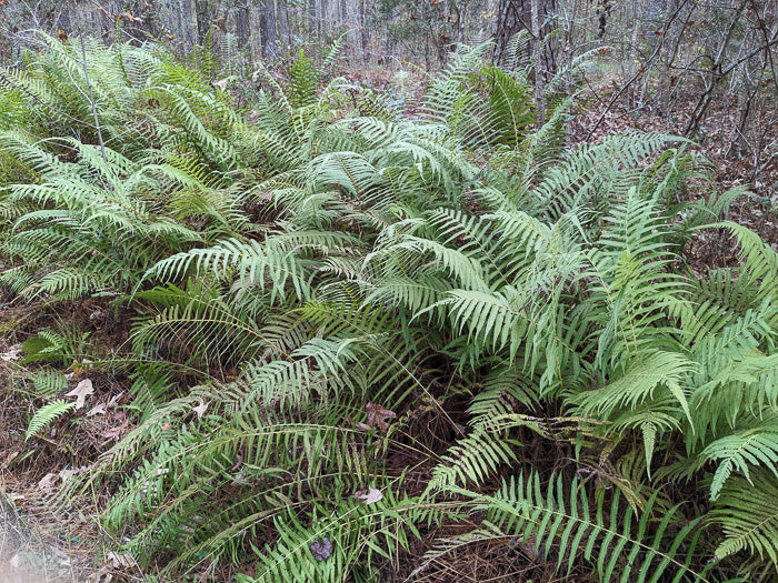 Pelazoneuron kunthii - Fern, southern shield