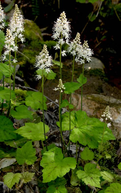 Tiarella austrina - foamflower