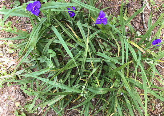 Tradescantia virginiana - spiderwort, Virginia