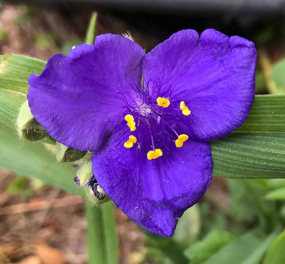 Tradescantia virginiana - spiderwort, Virginia