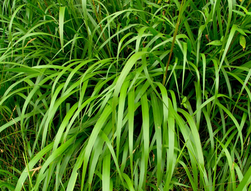 Tripsacum dactyloides - grass, eastern gama