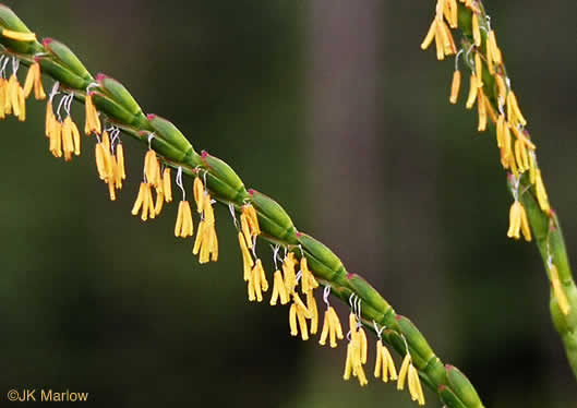 Tripsacum dactyloides - grass, eastern gama