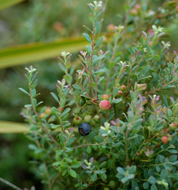 Vaccinium darrowii 'Rosa's Blush' - Rosa's Blush evergreen blueberry