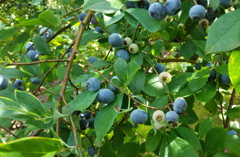 Vaccinium virgatum 'Powder Blue' - Powder Blue rabbiteye Blueberry