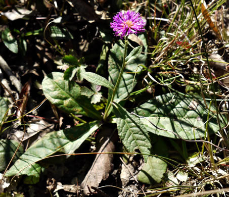 Vernonia acaulis - stemless ironweed