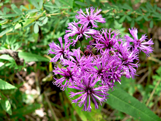 Vernonia gigantea - ironweed, giant