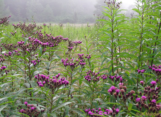 Vernonia noveboracensis - New York ironweed
