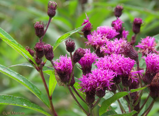 Vernonia noveboracensis - New York ironweed