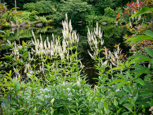 Veronicastrum virginicum - culver's root