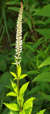 Veronicastrum virginicum - culver's root