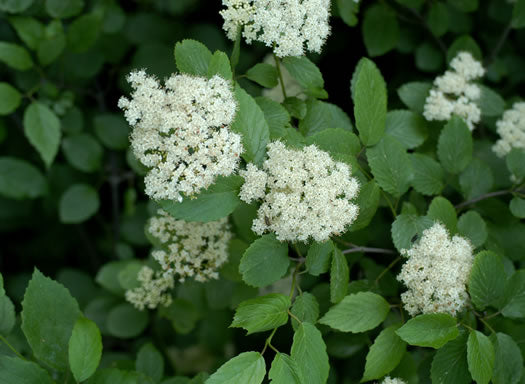 Viburnum dentatum - arrowwood viburnum