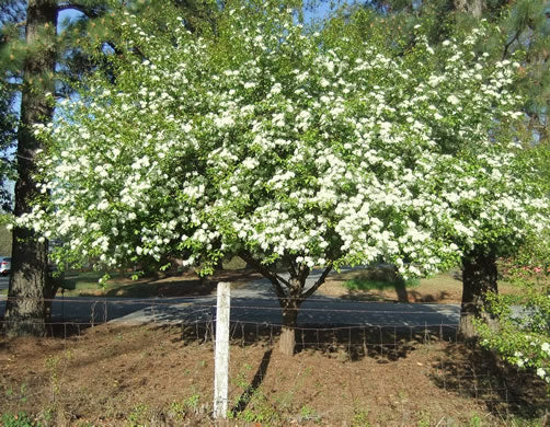 Viburnum prunifolium - blackhaw viburnum