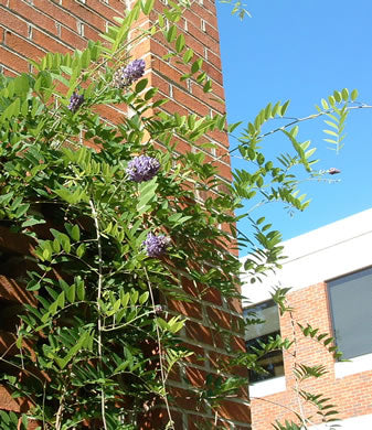 Wisteria frutescens -  American wisteria