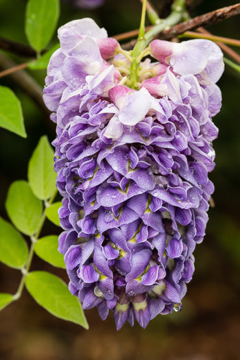 Wisteria frutescens -  American wisteria