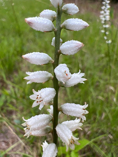 Aletris farinosa, white colicroot