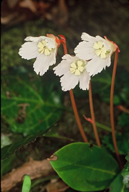 Shortia galacifolia - Oconee bells