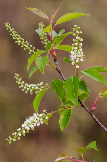 Prunus serotina - black cherry