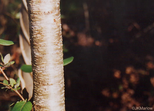 Prunus serotina - black cherry