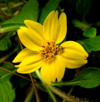 Chrysogonum australe - Gulf coast green-and-gold