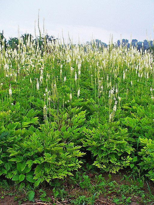Actaea racemosa - Black Cohosh