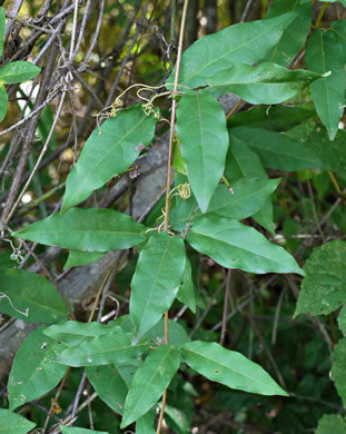 Bignonia capreolata - cross vine