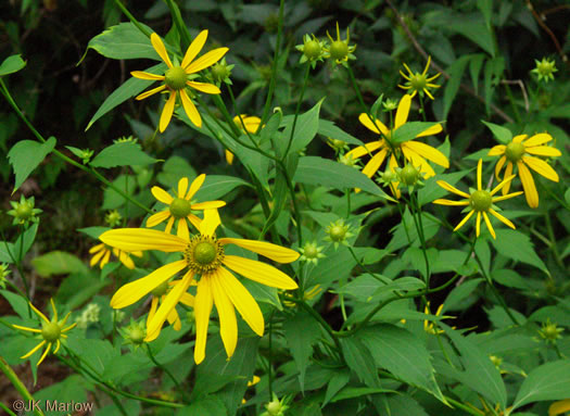 Rudbeckia laciniata - cutleaf sunflower