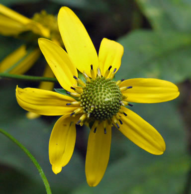 Rudbeckia laciniata - cutleaf sunflower
