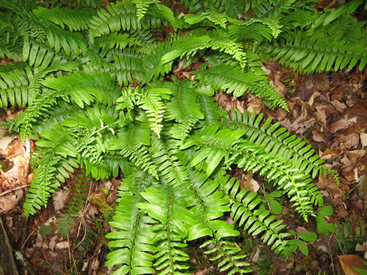 Polystichum acrostichoides - Christmas fern