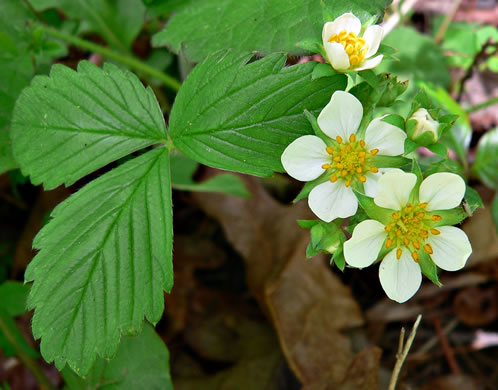 Fragaria virginiana - wild strawberry