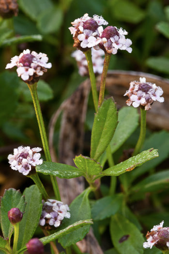 Phyla nodiflora - frogfruit