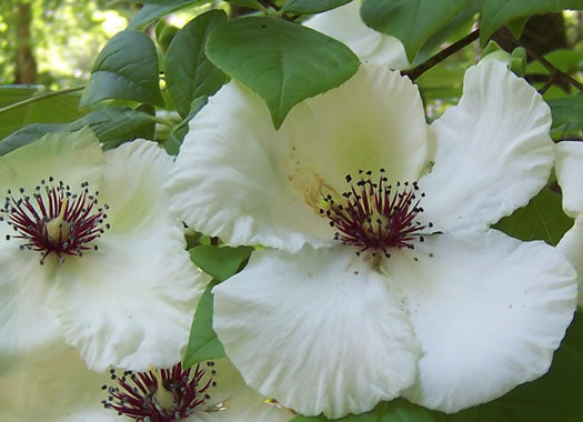 Stewartia malacodendron - silky stewartia