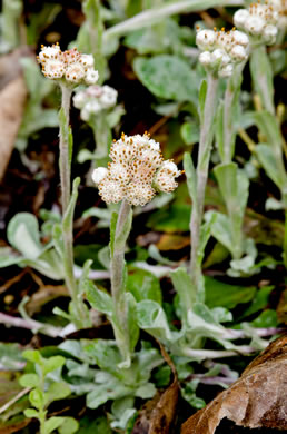 Antennaria plantaginifolia - plantain pussytoes