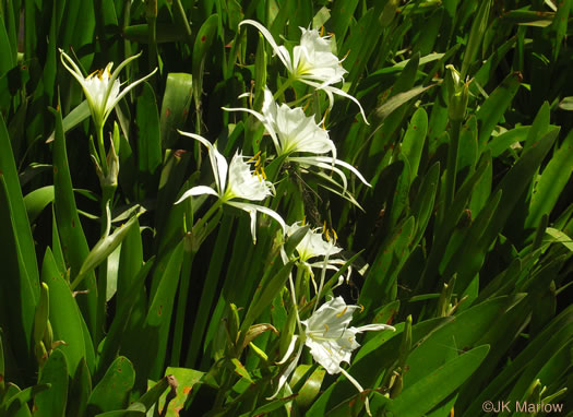 Hymenocallis coronaria - Rocky Shoals spider lily